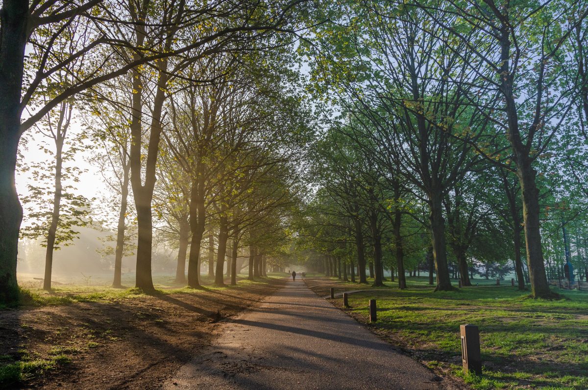 A tree-lined path through Cassiobury Park in Watford on a misty spring morning